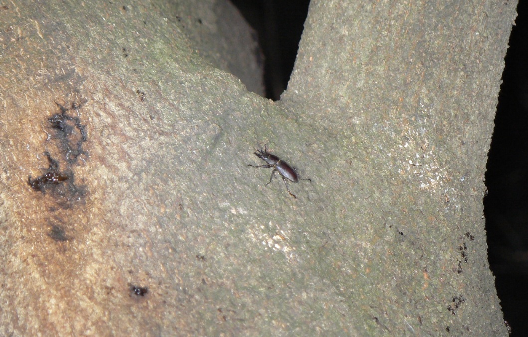 シラカシ_樹液の周りでうろつくコクワガタの雄_2020年10月11日18時5分