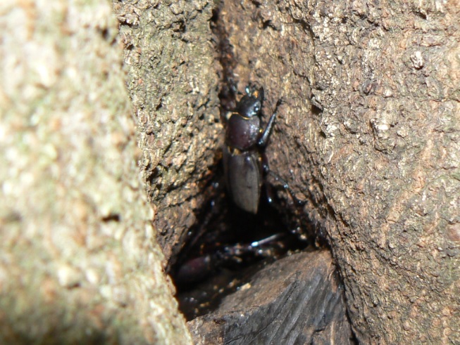 シラカシ_洞に潜むコクワガタのペア_200930_18-10