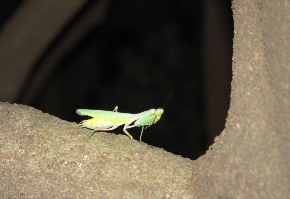 シラカシ_獲物を探しにきたハラビロカマキリの雌_201001_18-45