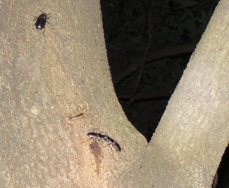 シラカシ_相撲をとるコクワガタ_200910