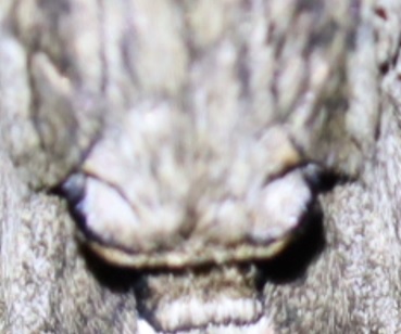 シラカシに向かう途中の草原_エビガラスズメの背中模様”ヤマネコ”_2021年9月24日18時55分_気温26度