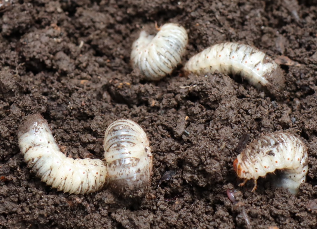 シラホシハナムグリの幼虫_朽ち木粉砕土-ハナミズキの根元-昆虫バカセ宅の庭_2022年9月21日11時50分気温24度