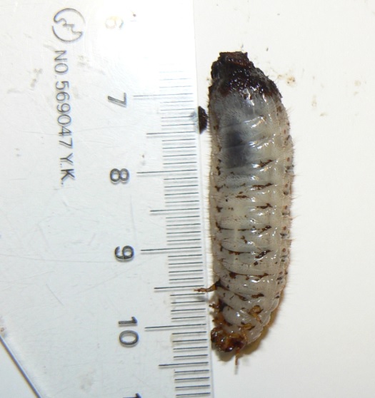 シラホシハナムグリの幼虫_自宅で実験飼育-体長測定_200912