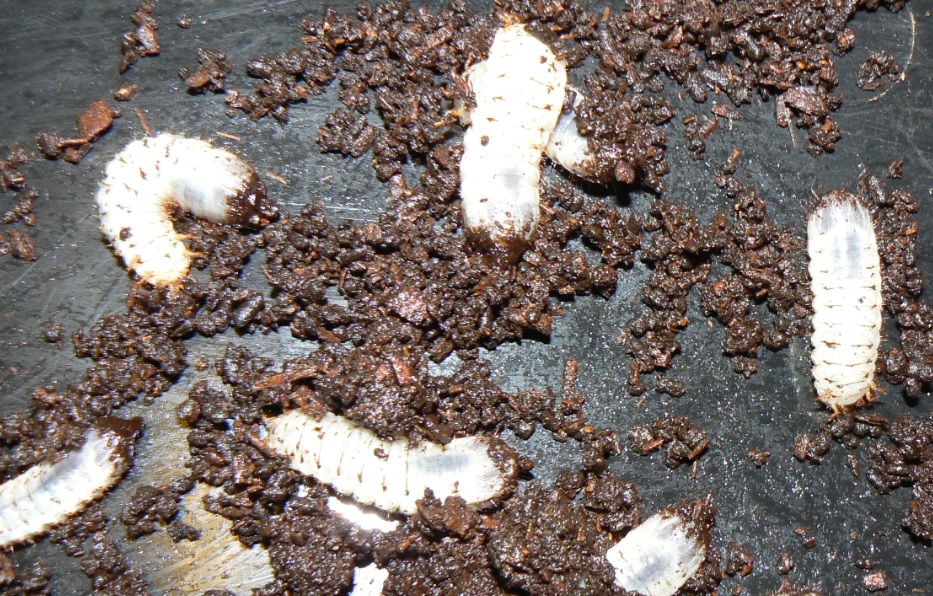 シラホシハナムグリの幼虫_自宅で実験飼育_200912