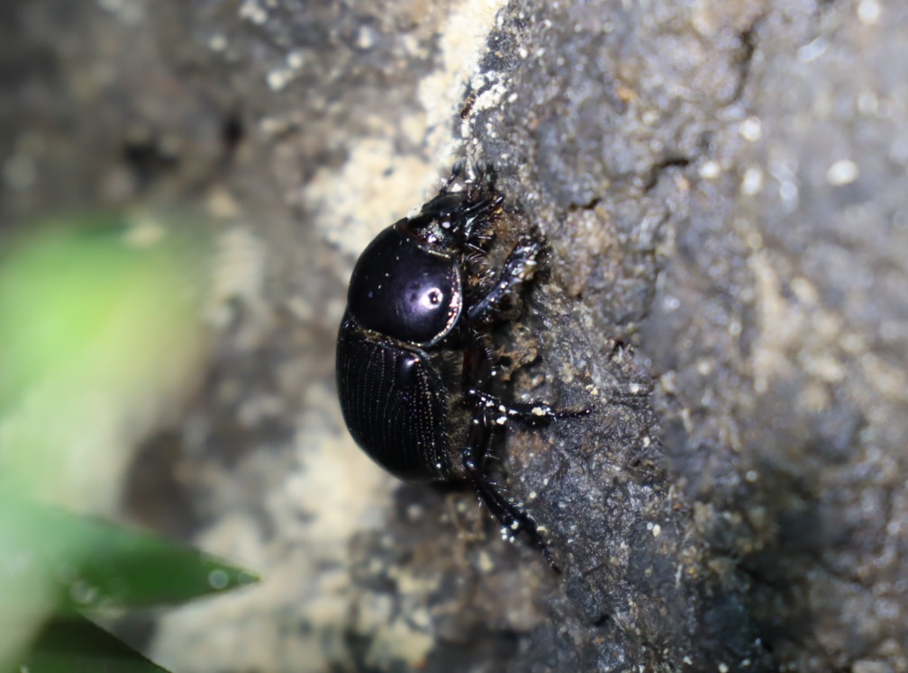 センチコガネ-No2のクヌギ_中学校裏の林_2022年9月8日20時40分気温26度
