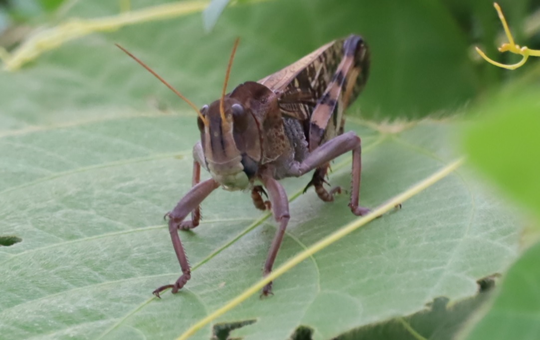 トノサマバッタ（褐色）♂_キリギリスの草原_2022年8月29日16時10分頃気温25度