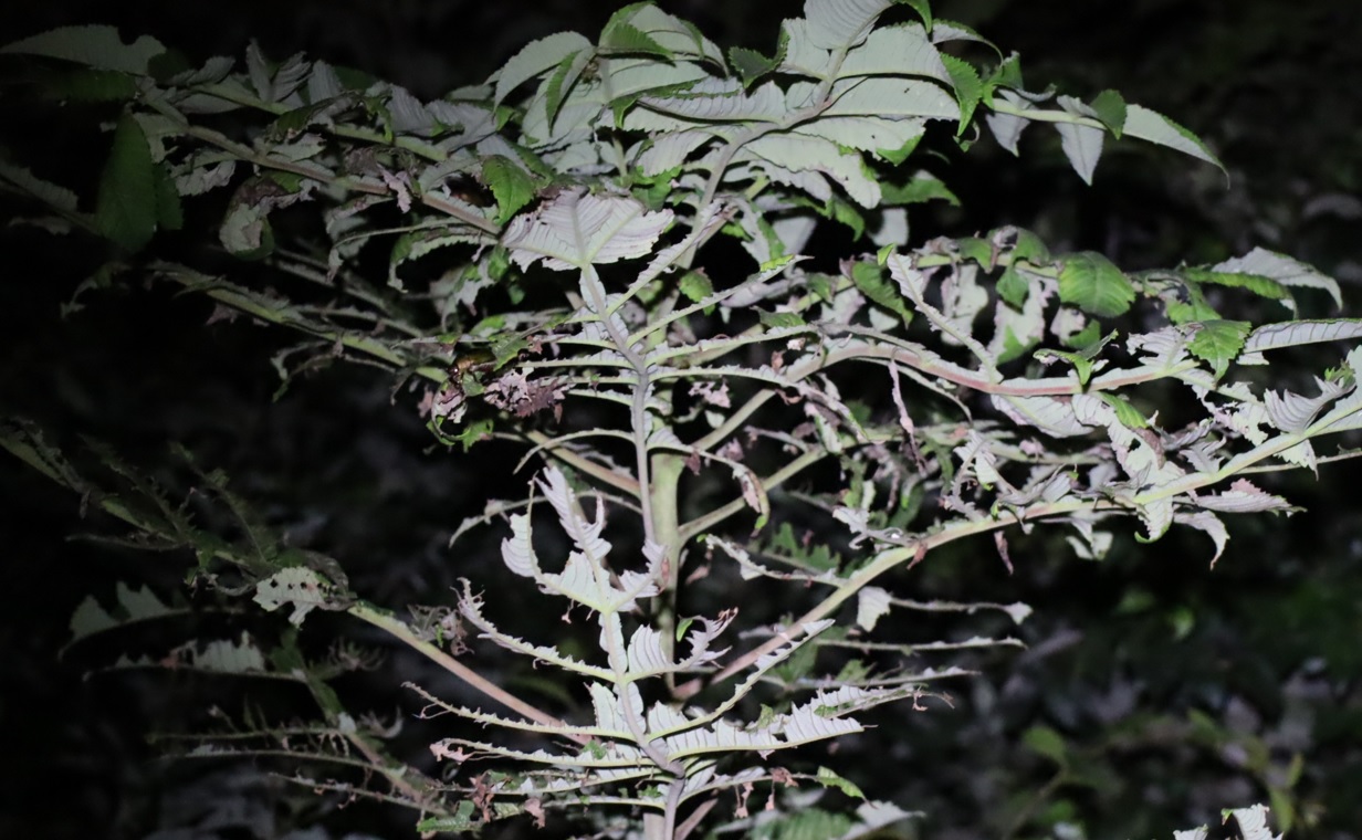 ドウガネブイブイに食い荒らされた植物_中学校裏の林_2022年9月12日20時45分気温26度
