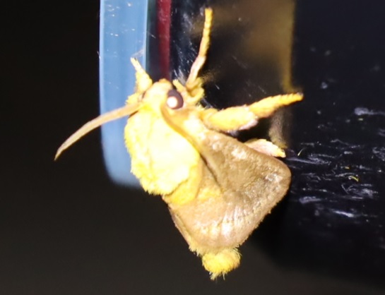 ナシイラガ_里山ＭＨ_ライトウォッチングの常連客__2022年8月2日20時30分気温29度