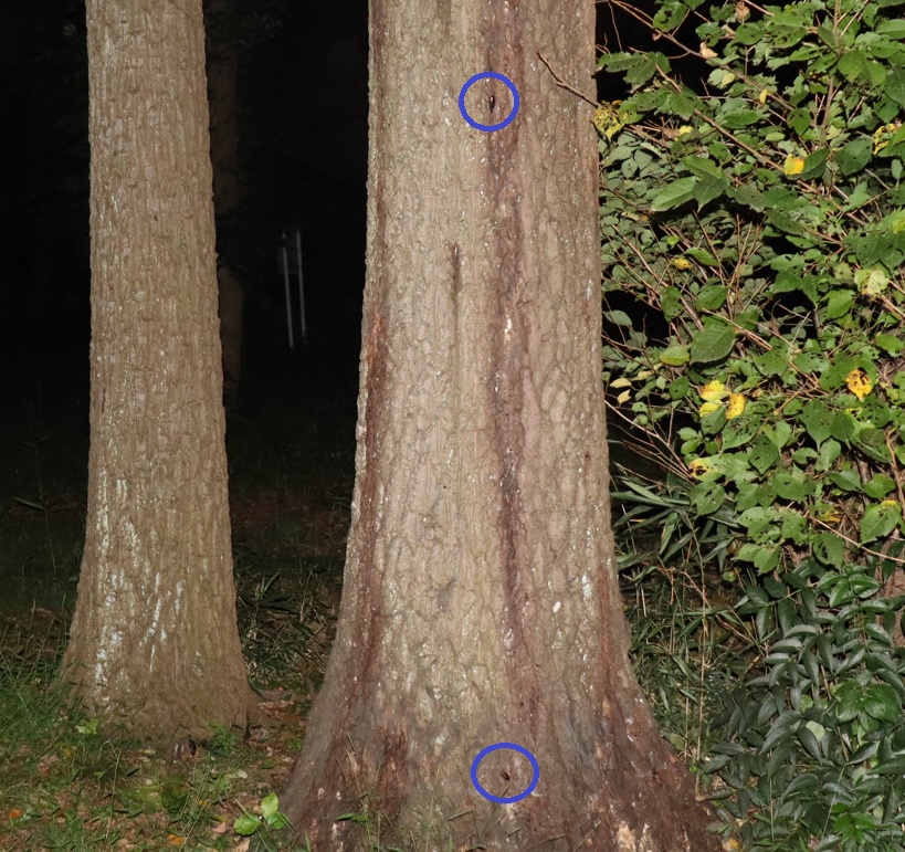 ノコギリクワガタ-2♂_No3のクヌギ_中学校裏の林_2022年10月15日18時45分気温23度