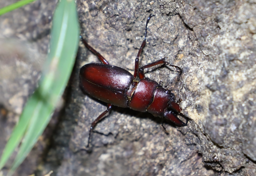 ノコギリクワガタ♂(接近)－No.3のクヌギ_クワガタ達の（断末魔の）オアシス_2022年11月8日18時40分気温17度