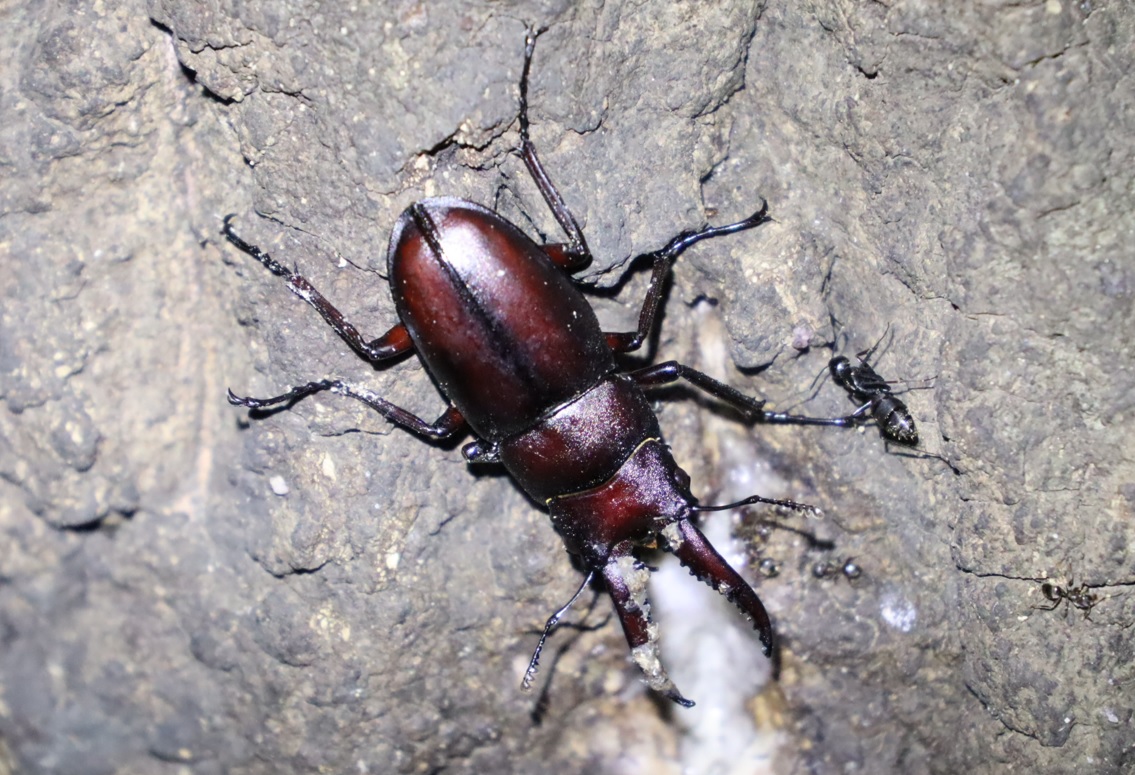 ノコギリクワガタ♂-No1のクヌギ_中学校裏の林_2022年10月3日19時5分気温23度