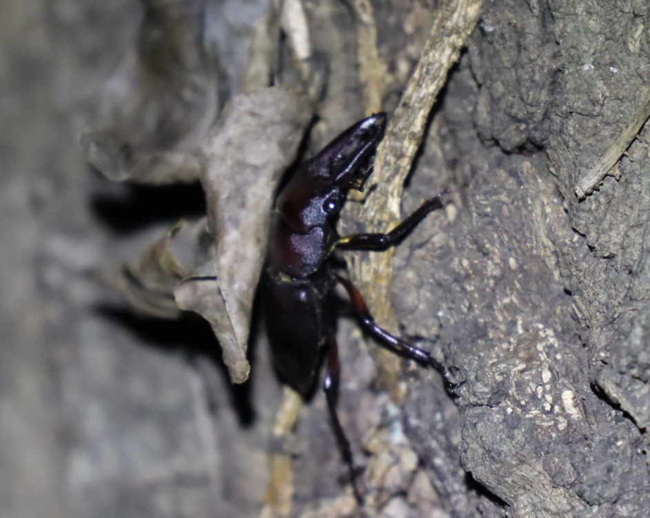 ノコギリクワガタ♂-アングル2_No.8のクヌギ_中学校裏の林_2022年10月25日19時15分気温14度