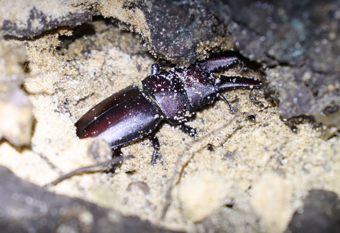 ノコギリクワガタ♂_No1のクヌギ根元_中学校裏の林_2022年10月23日18時40分気温21度