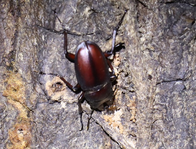 ノコギリクワガタ♂_アングル1（接近）－No.4のクヌギ_クワガタ達の（断末魔の）オアシス_2022年11月4日20時15分気温13度