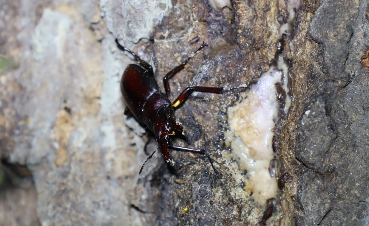 ノコギリクワガタ♂（右側から接近）－No.4のクヌギ_クワガタ達の（断末魔の）オアシス_2022年11月2日16時15分気温18度