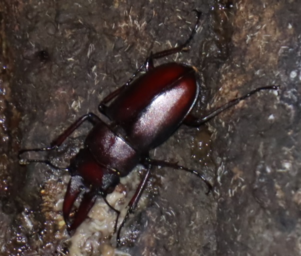 ノコギリクワガタ♂（拡大）-No4のクヌギ_中学校裏の林_2022年10月8日19時20分気温20度