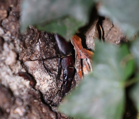 ノコギリクワガタ♂（接近）－No.8のクヌギ_クワガタ達の（断末魔の）オアシス_2022年10月31日19時25分気温17度