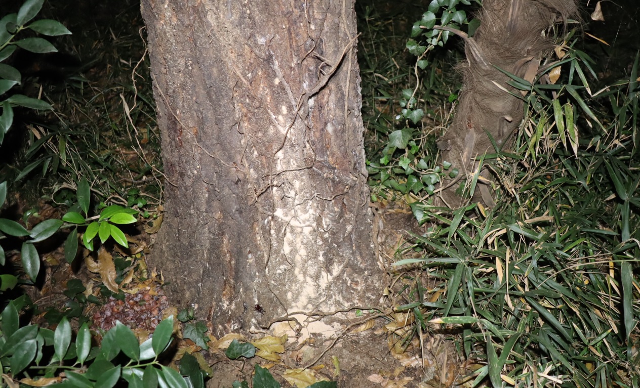 ノコギリクワガタ♂－No.4のクヌギ_クワガタ達の（断末魔の）オアシス_2022年11月10日18時10分気温17度