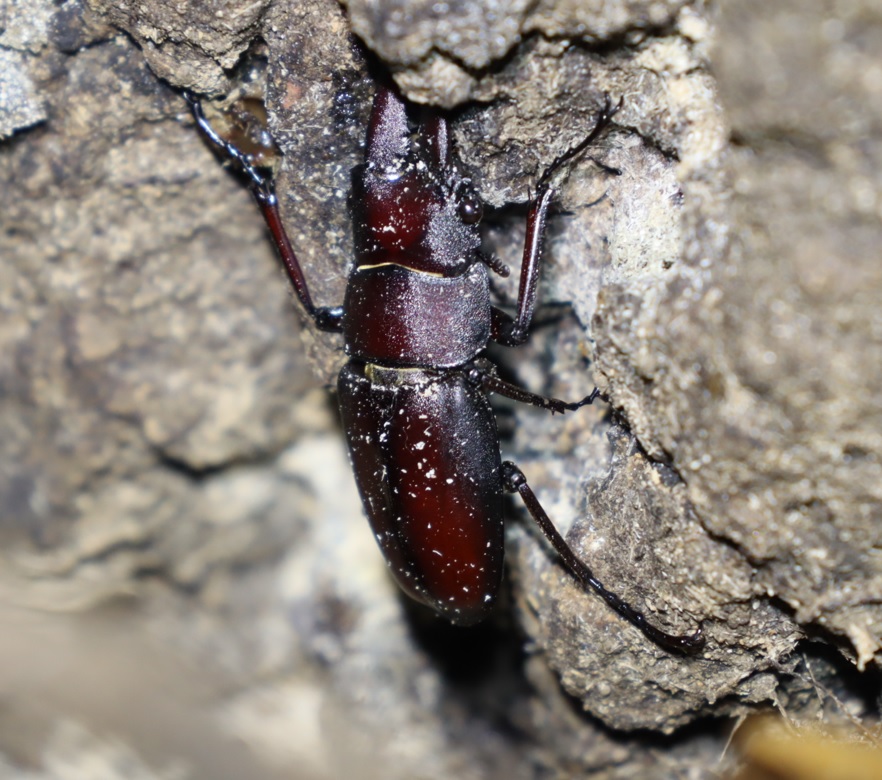 ノコギリクワガタ♂－No.4のクヌギ_クワガタ達の（断末魔の）オアシス_2022年11月13日17時30分気温18度