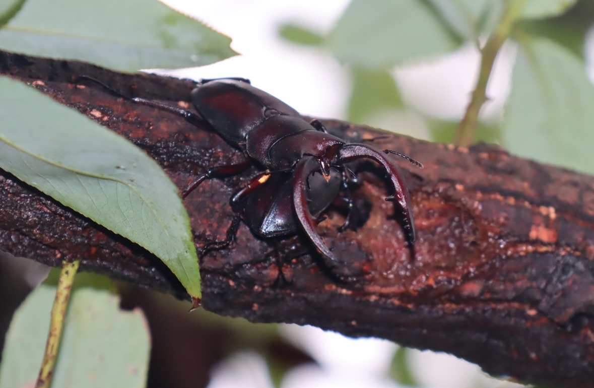 ノコギリクワガタのペア_台風通過直後の小雨降る朝_ヤナギ林-ヤナギの枝先_2022年8月14日7時10分気温27度
