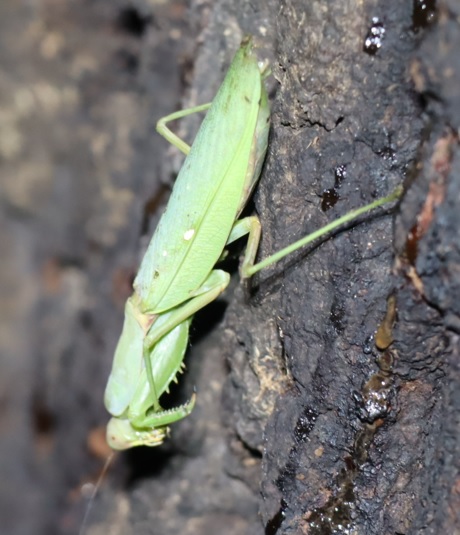 ハラビロカマキリの雌(接近)－No.5のクヌギ_クワガタ達の（断末魔の）オアシス_2022年11月12日17時50分気温17度