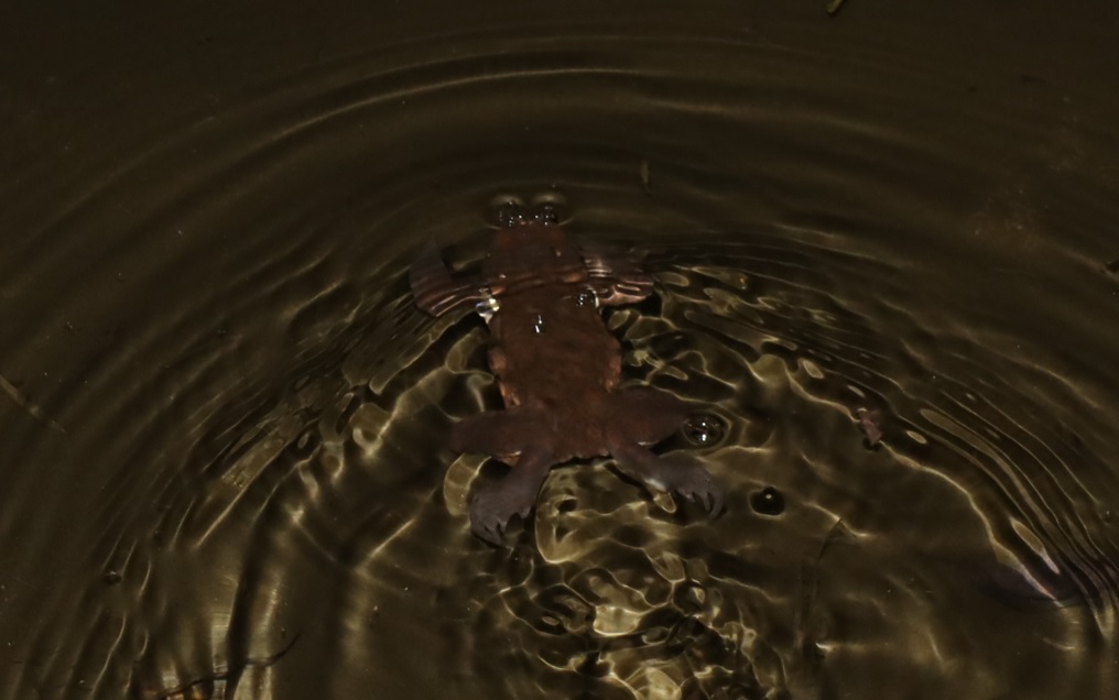 ヒキガエルの平泳ぎ_ヤナギ林横の湿地_2022年3月14日午18時30分頃_気温15度