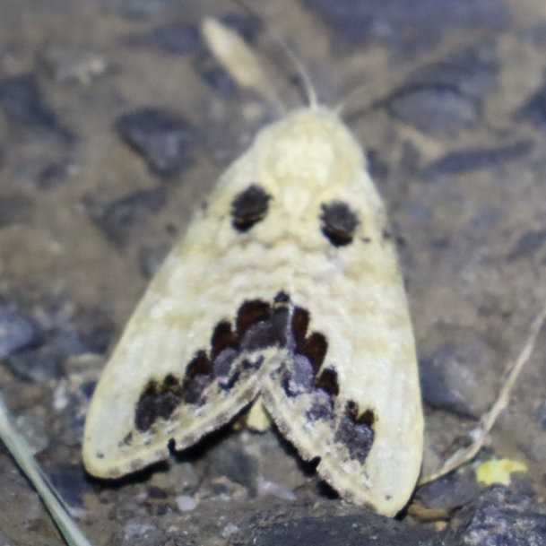 モンクロシャチホコ_里山ＭＨの丘の上でライトウォッチング_2022年8月9日20時45分気温28度