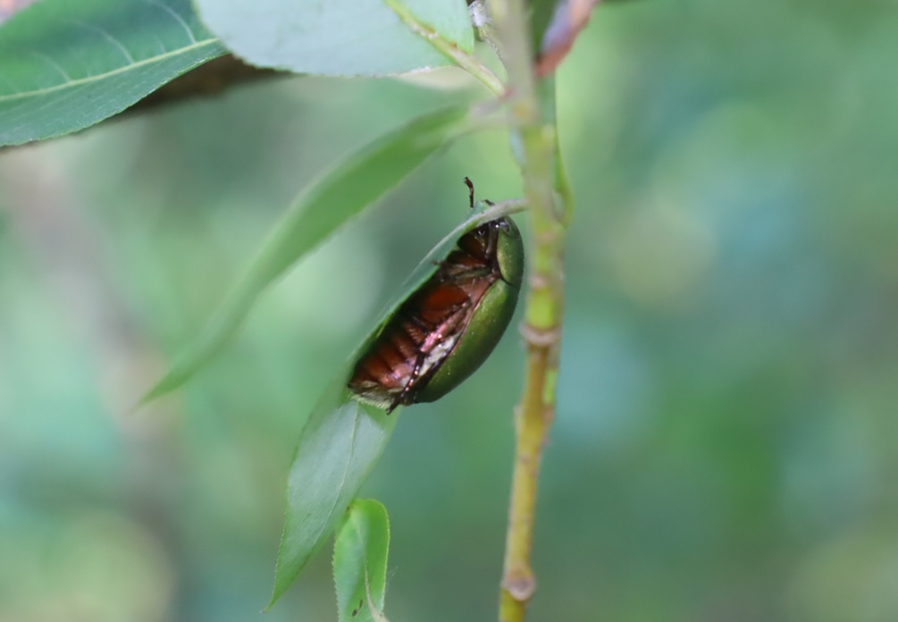ヤナギの枝先_昼寝中のドウガネブイブイ_2022年8月1日16時40分気温34度