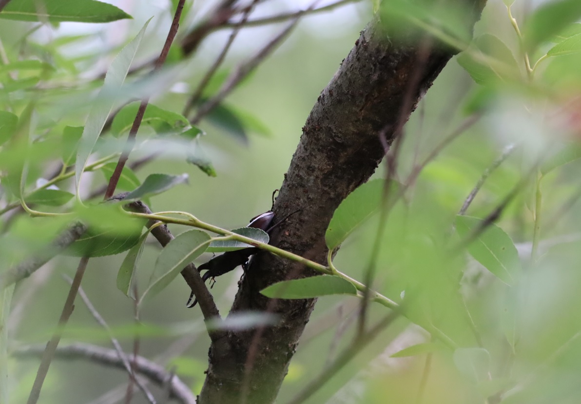 ヤナギ林_ノコギリクワガタ♂_2022年6月10日18時気温23度