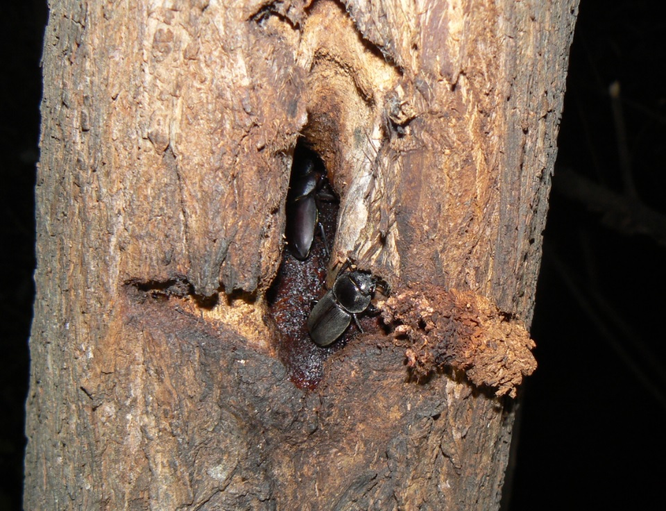 ヤナギ林の1本のヤナギ_10月に入ってもコクワガタで繁盛する樹洞_201001_19-00