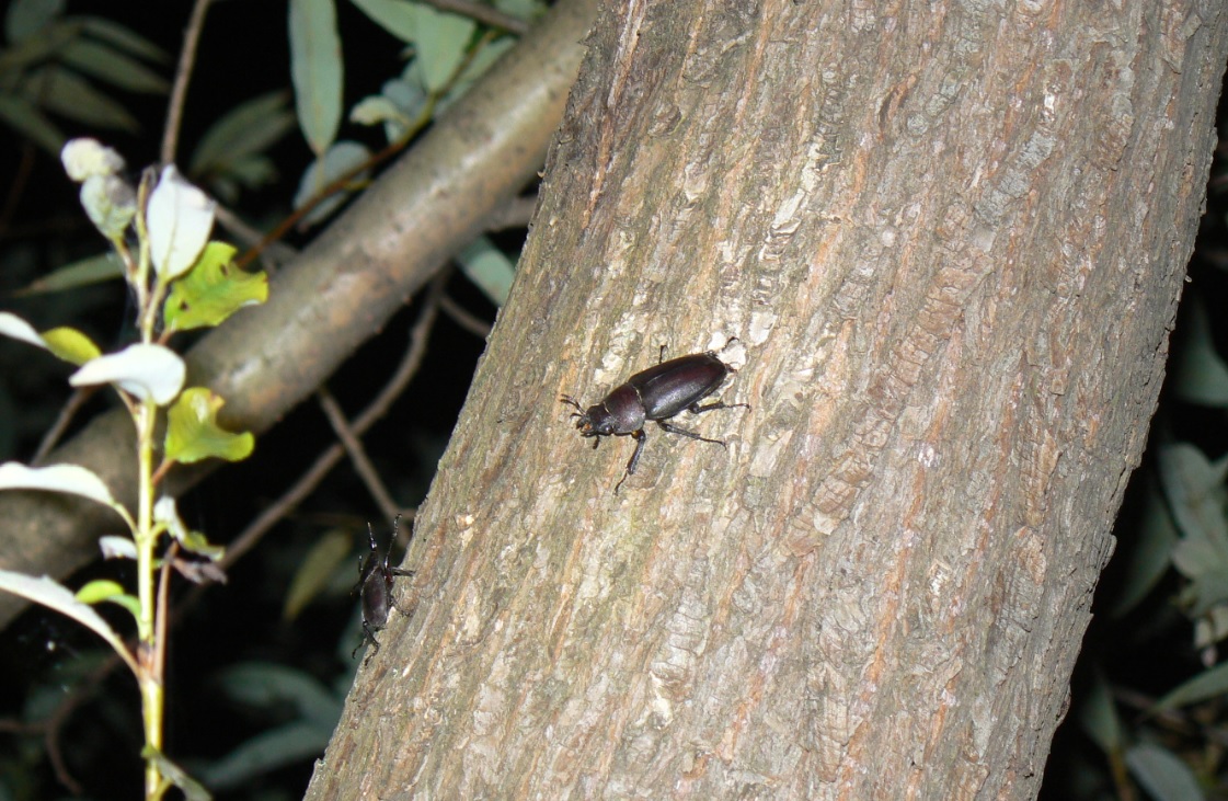 ヤナギ林の1本のヤナギ_ノコギリクワガタの雌とコクワガタの雄_200917_19-15