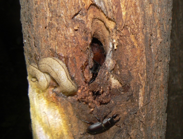 ヤナギ林の1本のヤナギ_樹洞に潜むコクワガタ_200908日暮れ直後