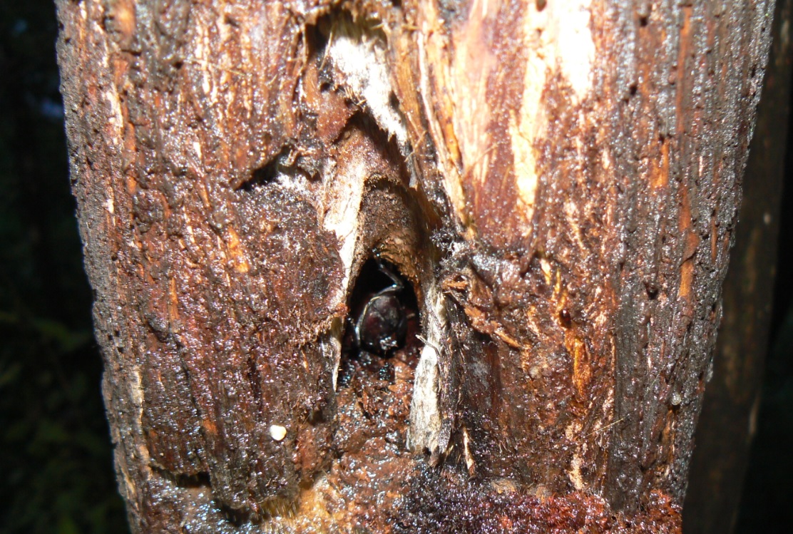 ヤナギ林の1本のヤナギ_樹洞に潜むコクワガタ_200927_5-40