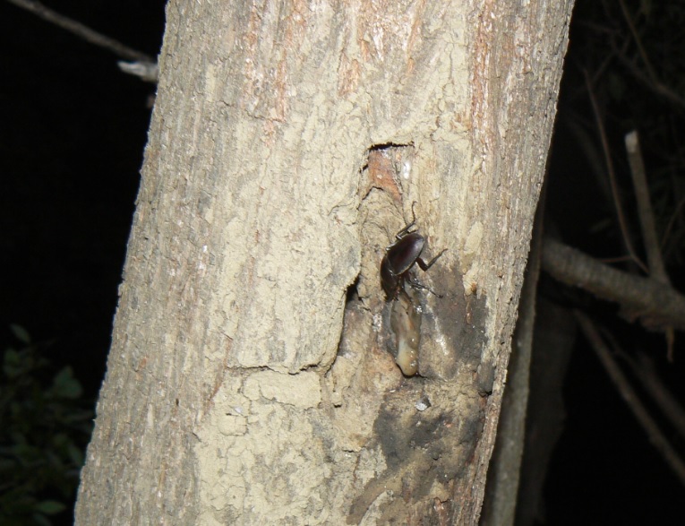 ヤナギ林の1本のヤナギ_樹洞の周囲で活動するコクワガタ♂_2021年5月8日19時30分頃