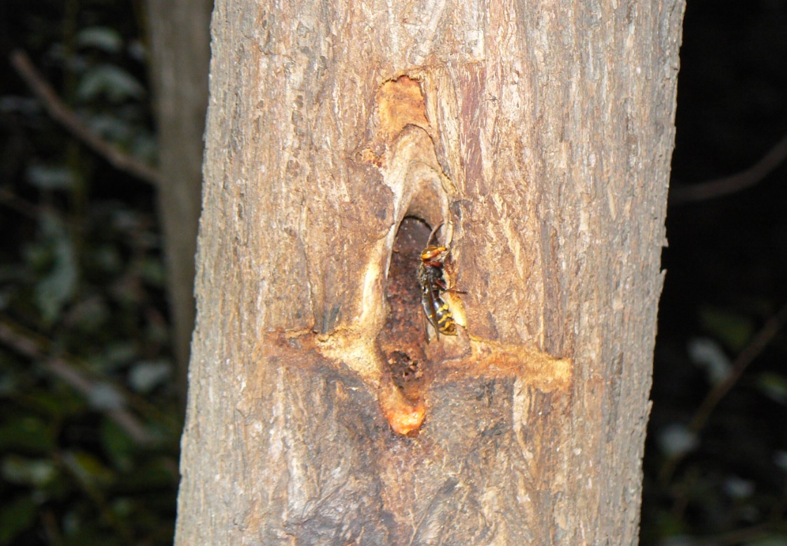 ヤナギ林の1本のヤナギ_樹洞の周囲に居たモンスズメバチ_2020年10月21日18時20分_気温14度