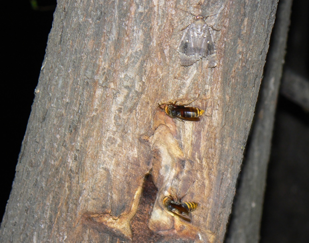 ヤナギ林の1本のヤナギ_樹洞の周囲に居たモンスズメバチとキノカワガ_2020年10月16日18時45分_気温15度