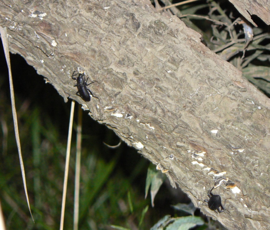 ヤナギ林のいつもは見ないヤナギ_ユミアシゴミムシダマシ_2020年10月21日_18時20分_気温14度