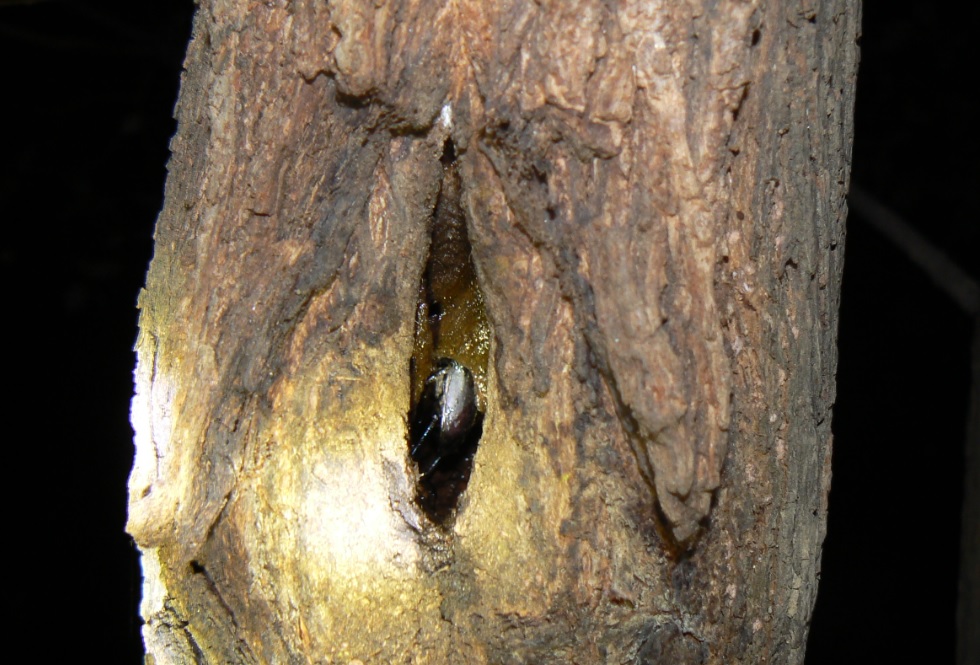ヤナギ林のその他のヤナギ_もう一つの洞に潜むコクワガタ__2020年10月16日_18時45分_気温15度