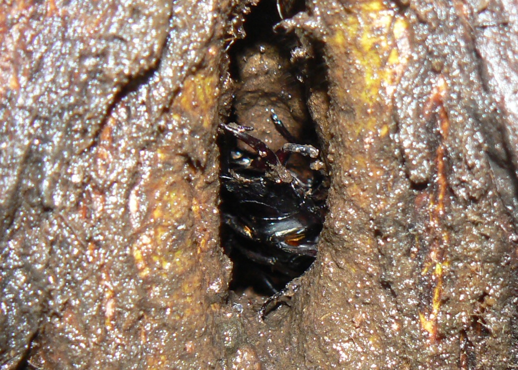 ヤナギ林のその他のヤナギ_もう一つの洞に潜むコクワガタ雄__200927_5-40