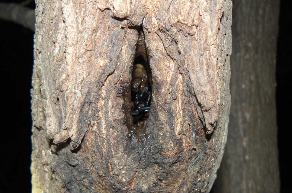 ヤナギ林のその他のヤナギ_もう一つの洞に潜むコクワガタ雄__2020年10月28日18時0分_気温16度