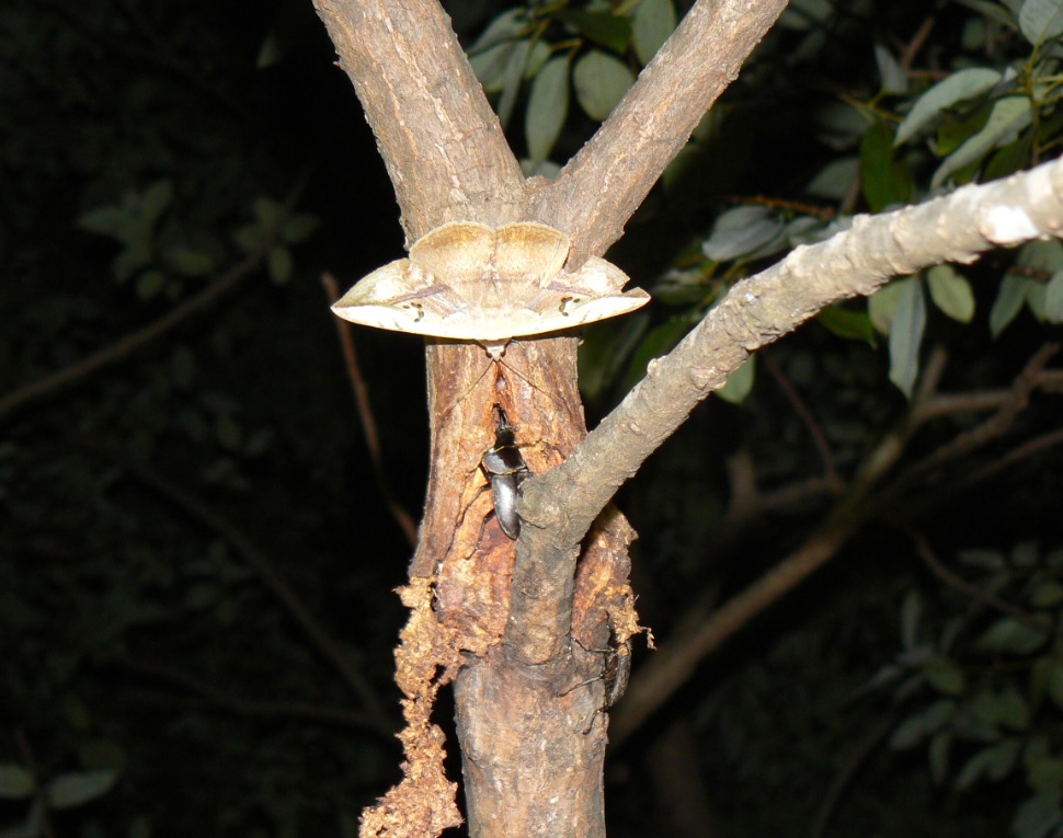 ヤナギ林のその他のヤナギ_コクワガタとカキバトモエ_200918_19-15