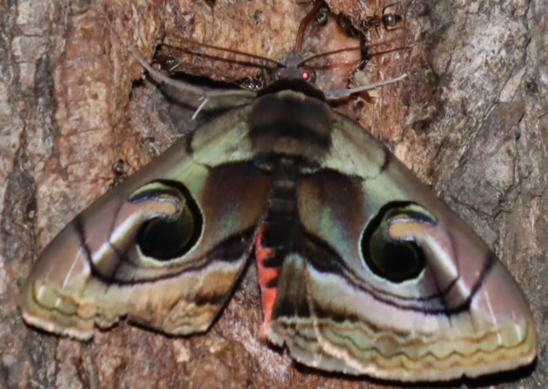 ヤナギの樹液を吸うハグルマトモエ蛾_2022年_4月30日_19時30分頃_気温13度