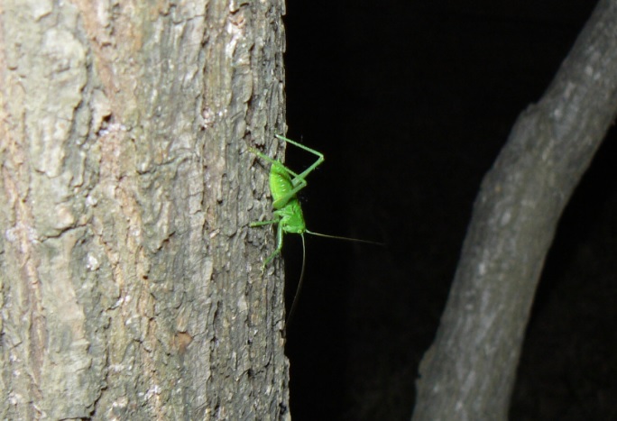 ヤナギ林のその他のヤナギ_ヤブキリ♂の幼虫_2021年5月8日19時25分_気温20度