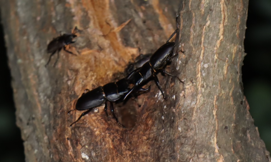 ヤナギ林のその他のヤナギ_大きなコクワガタ雄同士の決闘_2020年7月8日20時10分頃気温26度