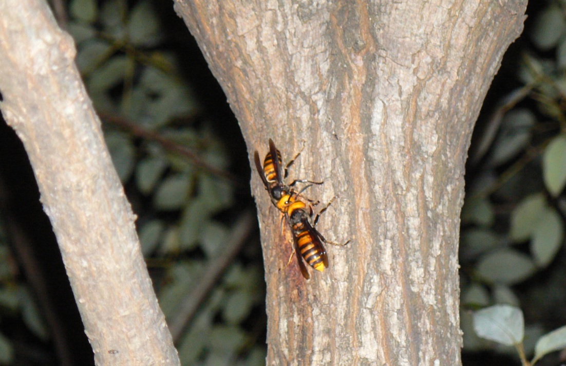 ヤナギ林のその他のヤナギ_樹液にかぶりつくオオスズメバチ__2020年10月16日_18時45分_気温15度