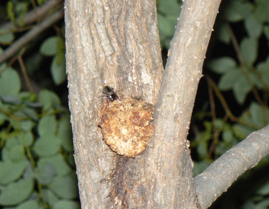 ヤナギ林のその他のヤナギ_樹液にかぶりつくコクワガタ♀_2021年5月8日19時25分_気温20度