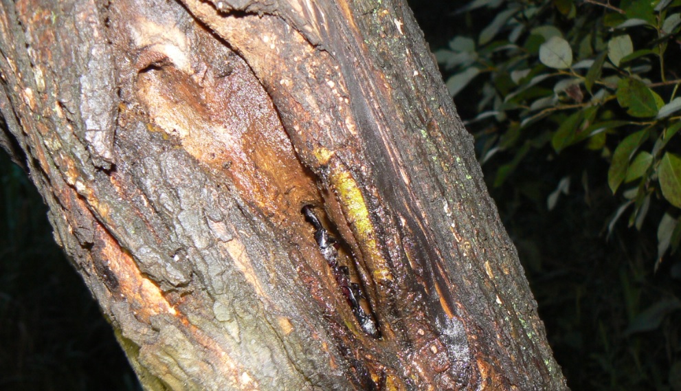 ヤナギ林のその他のヤナギ_洞に潜む2匹のコクワガタ雄__200927_5-40