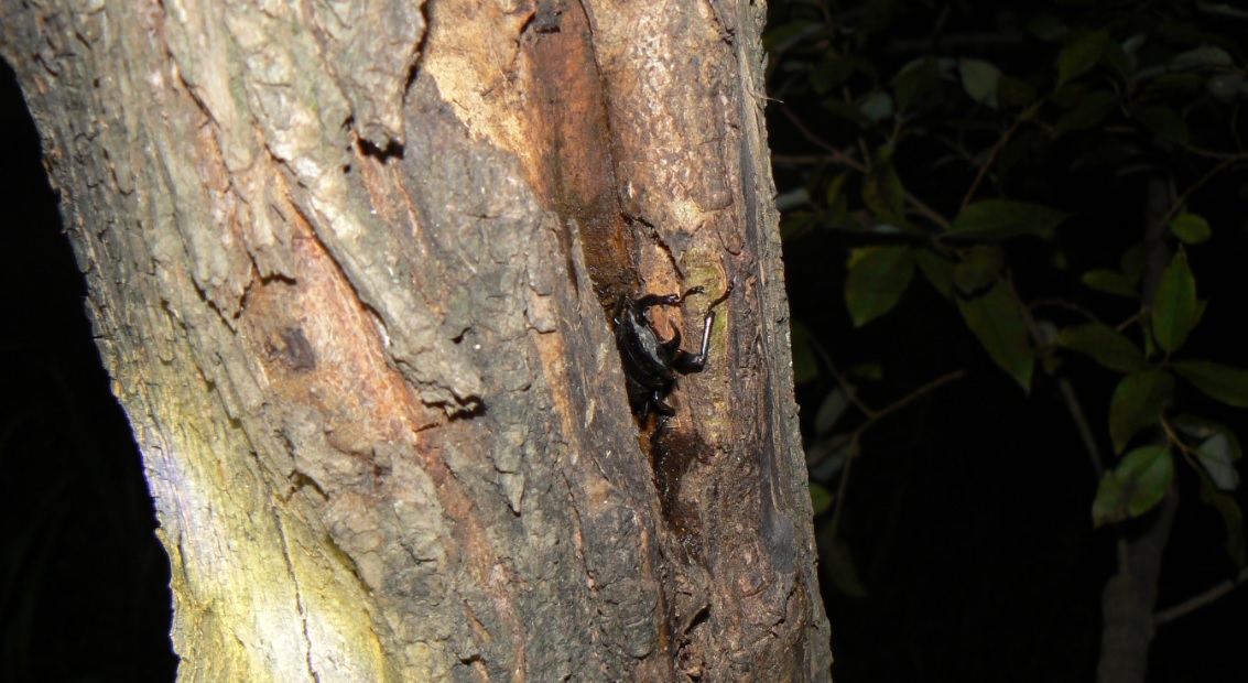 ヤナギ林のその他のヤナギ_洞に潜むコクワガタの雄__200928_18-50