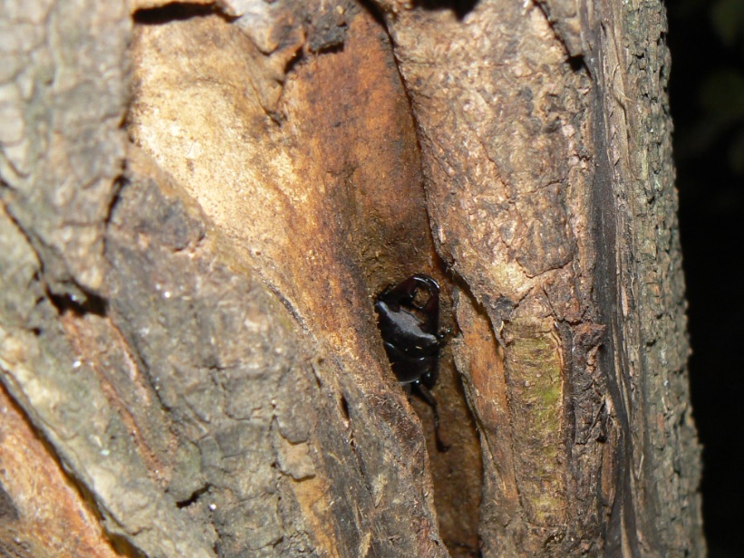 ヤナギ林のその他のヤナギ_洞に潜むコクワガタの雄__200930_18-20