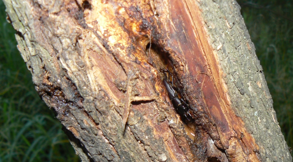 ヤナギ林のその他のヤナギ_洞に潜むコクワガタの雄__2020年06月4日_18時40分